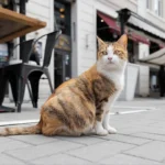 Da li treba puštati mačku napolje: veterinar otkriva prave rizike i koristi