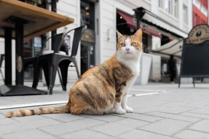 Da li treba puštati mačku napolje: veterinar otkriva prave rizike i koristi