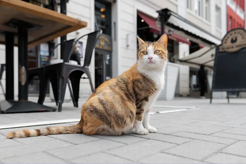 Da li treba puštati mačku napolje: veterinar otkriva prave rizike i koristi