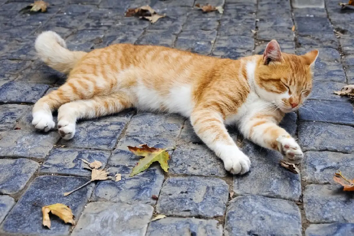 Da li treba puštati mačku napolje: veterinar otkriva prave rizike i koristi