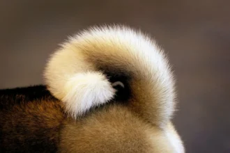 Hladan rep kod psa: Simptom koji ne smete ignorisati i kada je vreme za veterinara