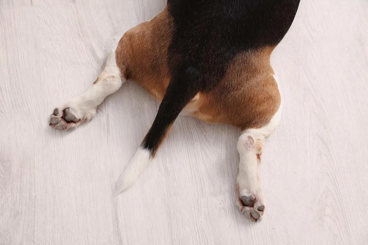 Hladan rep kod psa: Simptom koji ne smete ignorisati i kada je vreme za veterinara